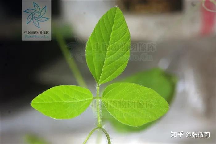 农业致富种植毛豆_毛豆种植效益_致富种植农业毛豆品种介绍