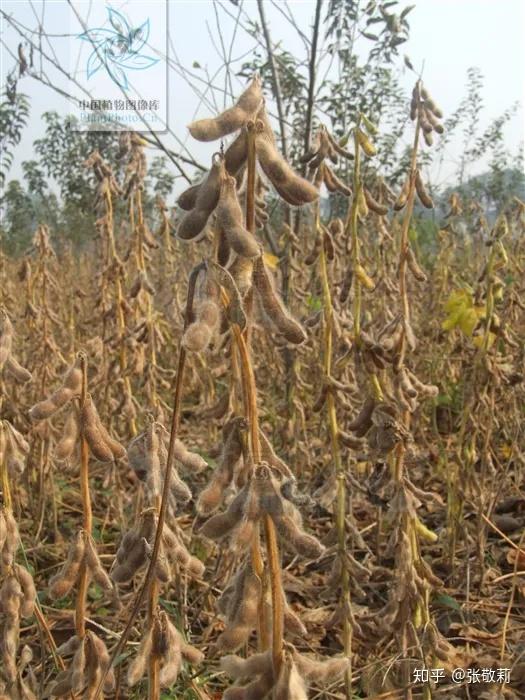 农业致富种植毛豆_毛豆种植效益_致富种植农业毛豆品种介绍