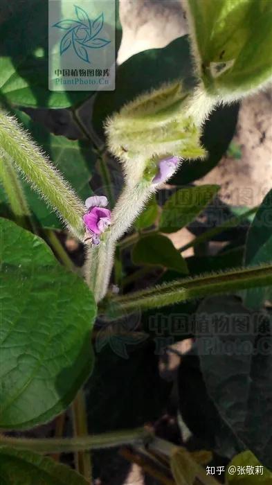 农业致富种植毛豆_致富种植农业毛豆品种介绍_毛豆种植效益