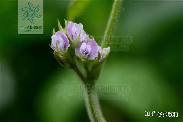 致富种植农业毛豆品种介绍_毛豆种植效益_农业致富种植毛豆