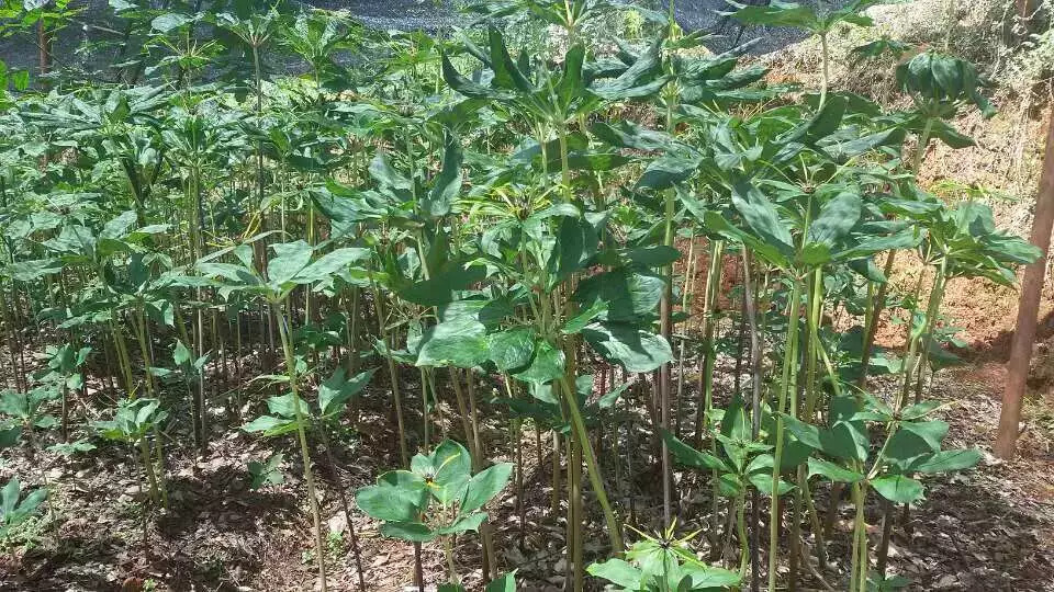 种植重楼的前景如何_种植重楼技术有哪些_种植重楼技术