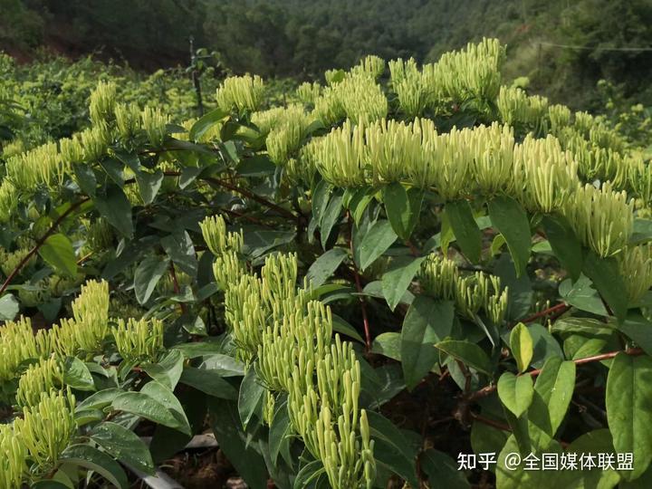 科技种植白芨致富_种植白芨前景_种植白芨致富项目