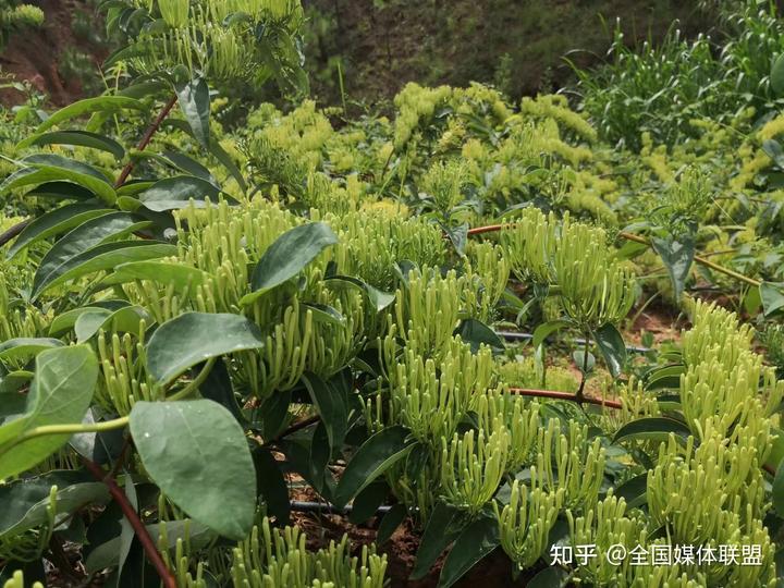 种植白芨前景_种植白芨致富项目_科技种植白芨致富