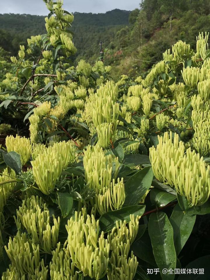 种植白芨前景_种植白芨致富项目_科技种植白芨致富