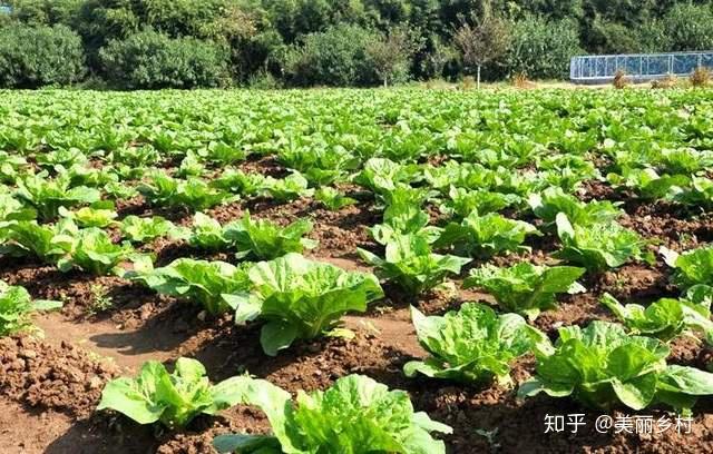 毛豆种植效益_农业致富种植毛豆_毛豆种植技术与利润