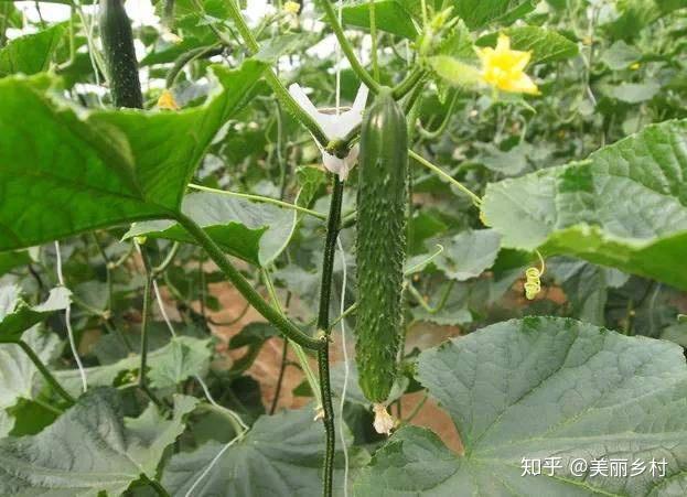 农业致富种植毛豆_毛豆种植效益_毛豆种植技术与利润