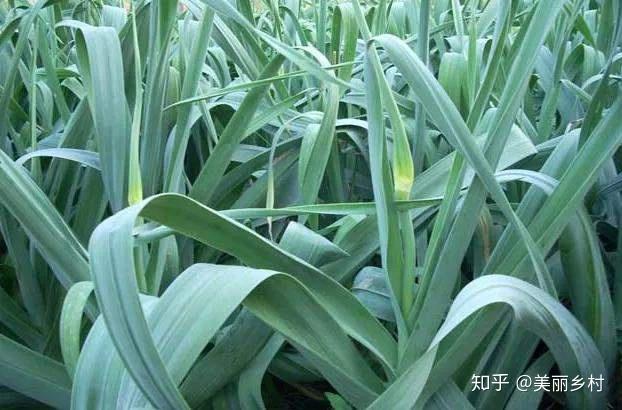 农业致富种植毛豆_毛豆种植效益_毛豆种植技术与利润