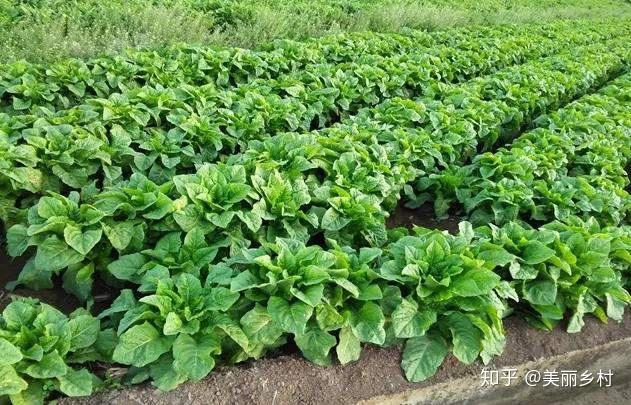 农业致富种植毛豆_毛豆种植效益_毛豆种植技术与利润