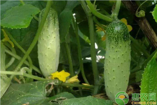 大棚黄瓜种植技术要点-图片版权归惠农网所有