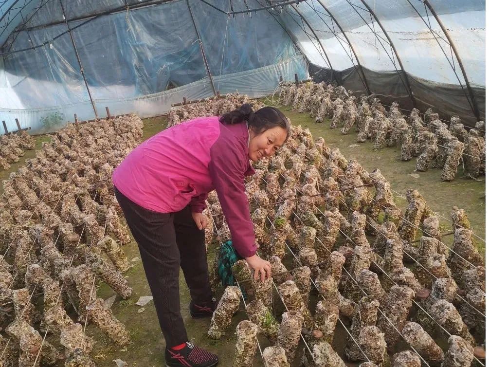 巾帼致富能手主要事迹_巾帼创业种植致富_致富巾帼种植创业项目