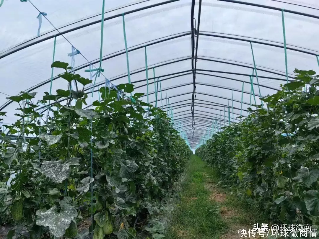 致富果实水果种植方法_致富经种植三种水果亩收入过亿_水果种植致富果实