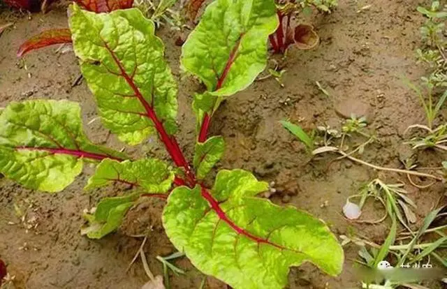 甜菜种植气候_甜菜几月份种植技术_甜菜的播种季节和成熟季节