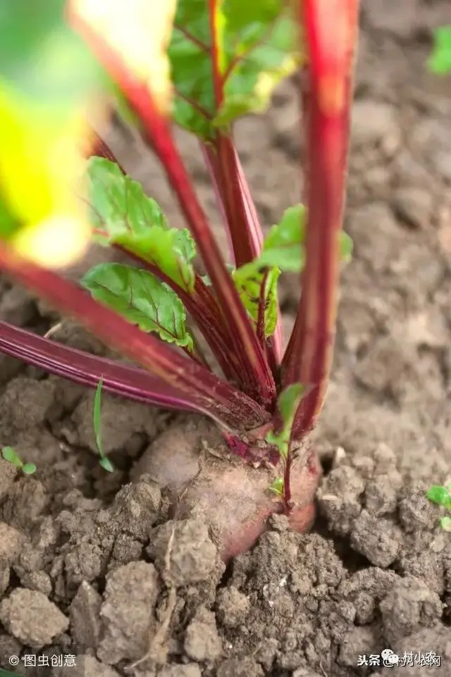 甜菜几月份种植技术_甜菜的播种季节和成熟季节_甜菜种植气候