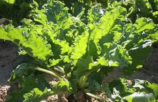 甜菜种植气候_甜菜的播种季节和成熟季节_甜菜几月份种植技术