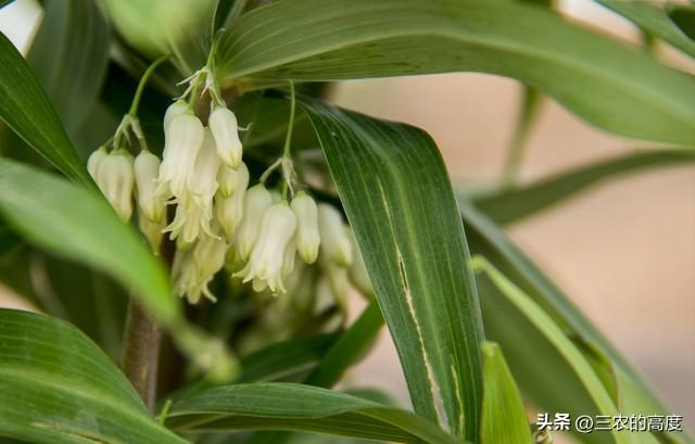 发家致富种植什么发家致富_2021发家致富项目_种地发家致富