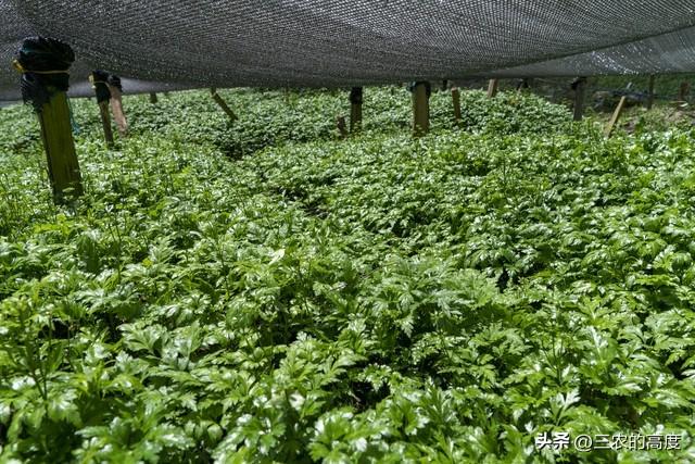 种地发家致富_发家致富种植什么发家致富_2021发家致富项目