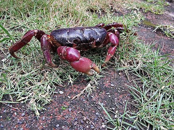 内地海蟹养殖技术_海蟹养殖场_海蟹养殖