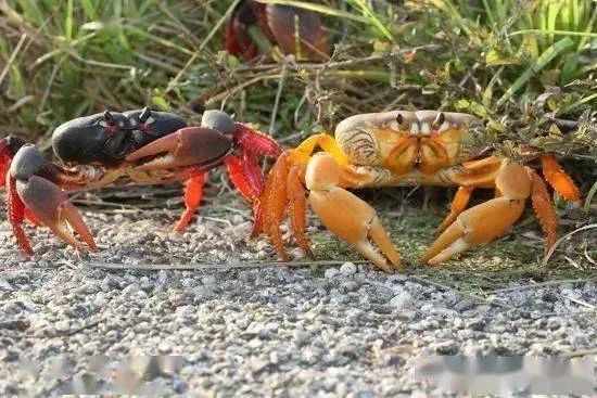 海蟹养殖场_海蟹养殖_内地海蟹养殖技术