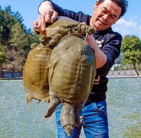 农业节目致富经养殖视频_财经致富养殖频道_致富经养殖业视频