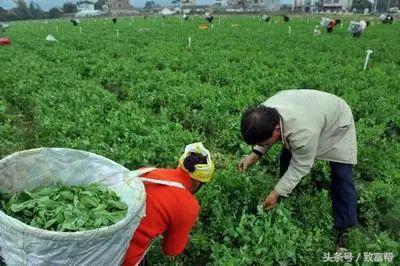 致富种植什么比较赚大钱_发家致富种植什么发家致富_种地发家致富