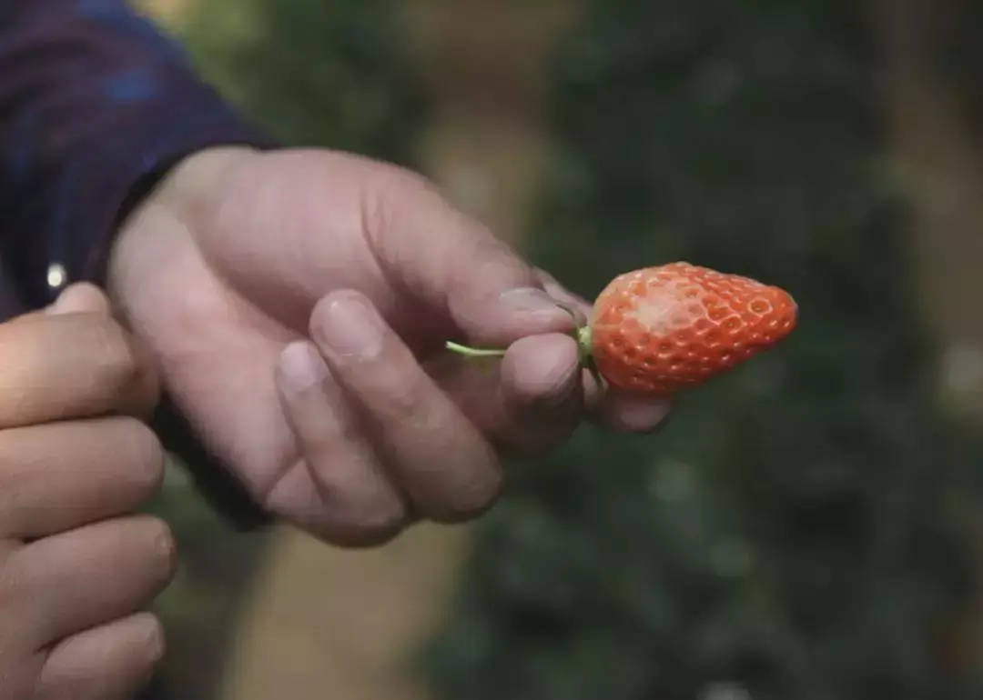 致富神器豆子种植在哪里_豆子种植致富神器_豆子高产种植新技术