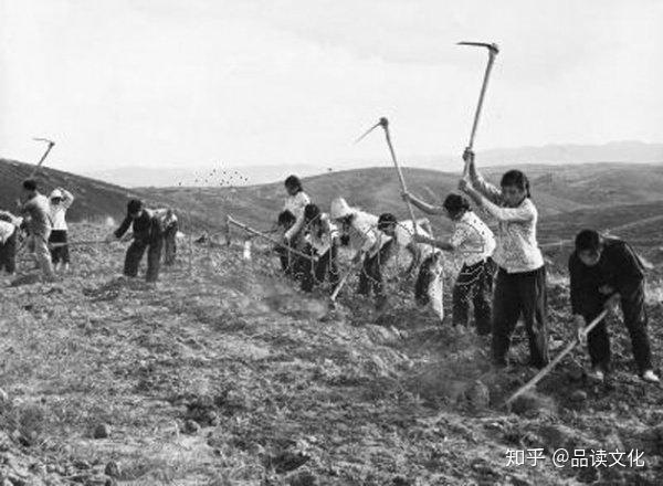 种植茶叶视频_农村种植致富好项目视频_茶农种植致富视频