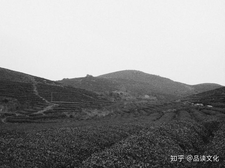 种植茶叶视频_农村种植致富好项目视频_茶农种植致富视频