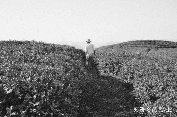 种植茶叶视频_农村种植致富好项目视频_茶农种植致富视频