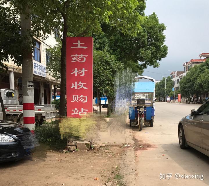 致富种植方法草药图片_致富经种植中药材_草药种植致富方法