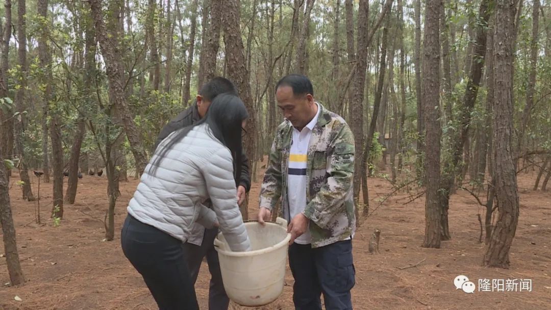 凤凰怎么养殖_凤凰养殖技术_凤凰养殖技术视频