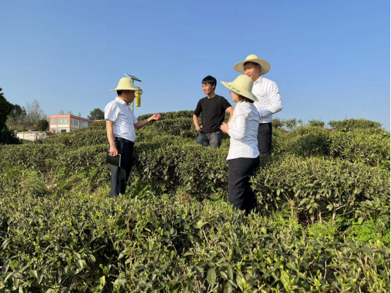 农村种植致富好项目_茶农种植致富视频_年种植什么赚钱种植致富项