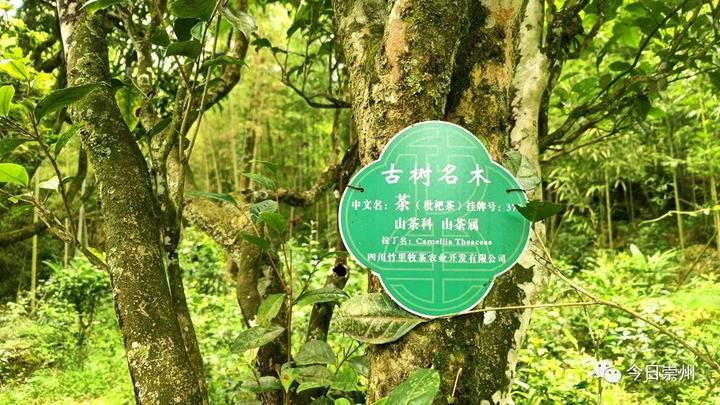 农村种植茶叶赚钱吗_茶农种植致富视频_种植茶叶视频