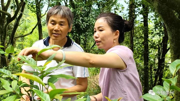 茶农种植致富视频_种植茶叶视频_农村种植茶叶赚钱吗