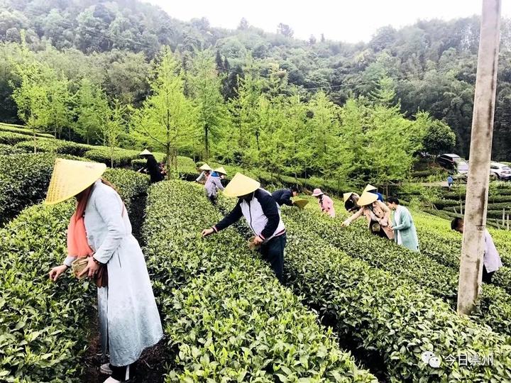 农村种植茶叶赚钱吗_茶农种植致富视频_种植茶叶视频