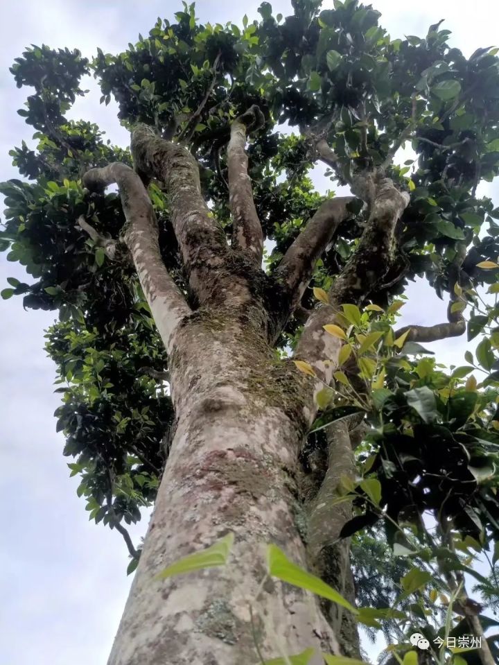 茶农种植致富视频_种植茶叶视频_农村种植茶叶赚钱吗