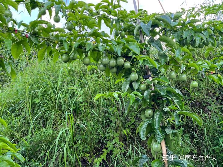 致富经养虫子_农民种植致富虫_种养致富