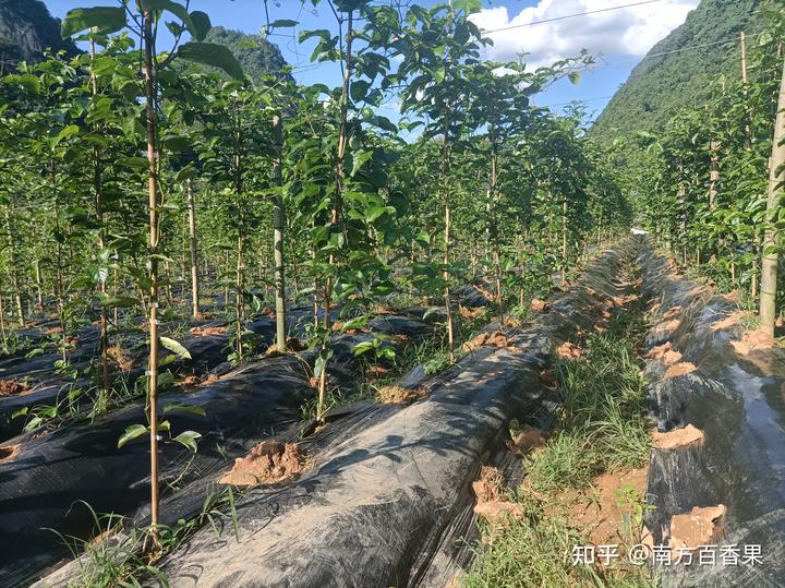 种养致富_致富经养虫子_农民种植致富虫