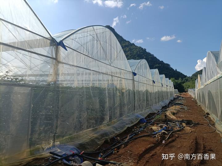 农民种植致富虫_种养致富_致富经养虫子