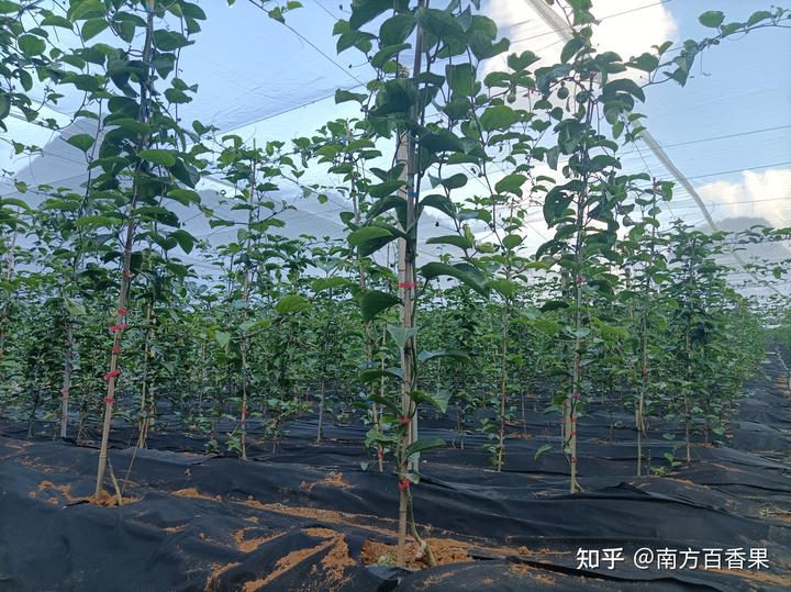 致富经养虫子_农民种植致富虫_种养致富