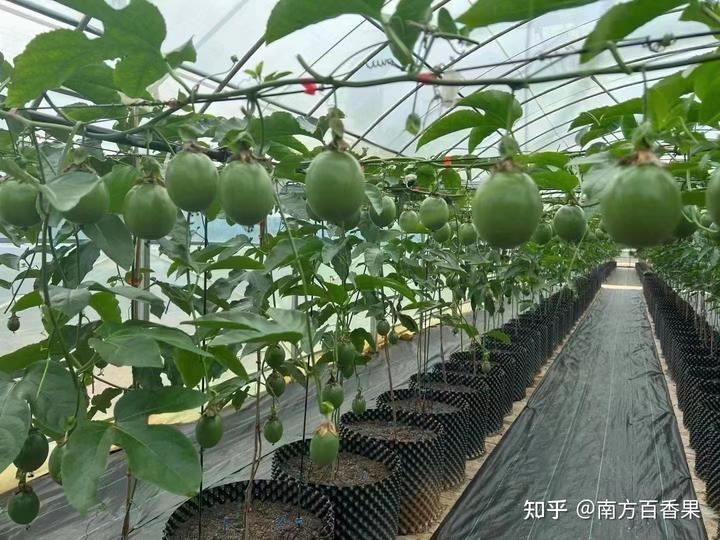 致富经养虫子_种养致富_农民种植致富虫