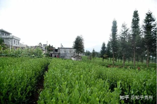 农村种植致富好项目视频_茶农种植致富视频_种植茶叶视频