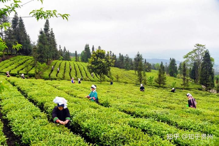 种植茶叶视频_茶农种植致富视频_农村种植致富好项目视频