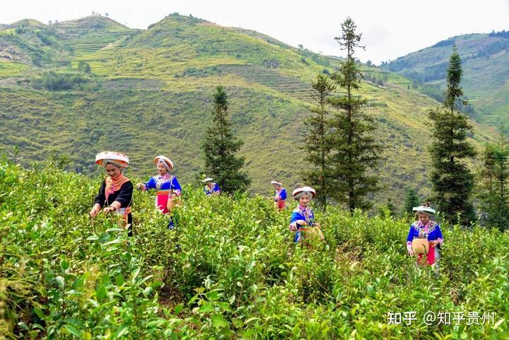 种植茶叶视频_农村种植致富好项目视频_茶农种植致富视频