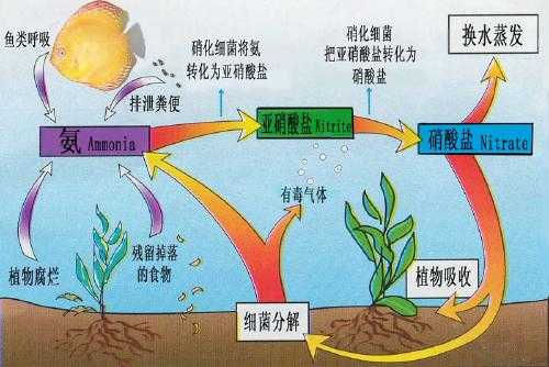 养鱼视频致富经_致富经cctv7视频养观赏鱼_致富经观赏鱼养殖视频