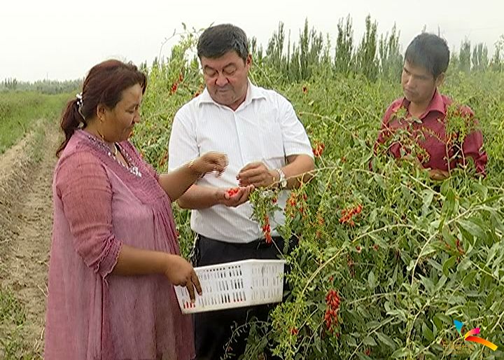 脱贫攻坚丨麦盖提县：枸杞种植辐射带动贫困户增收致富