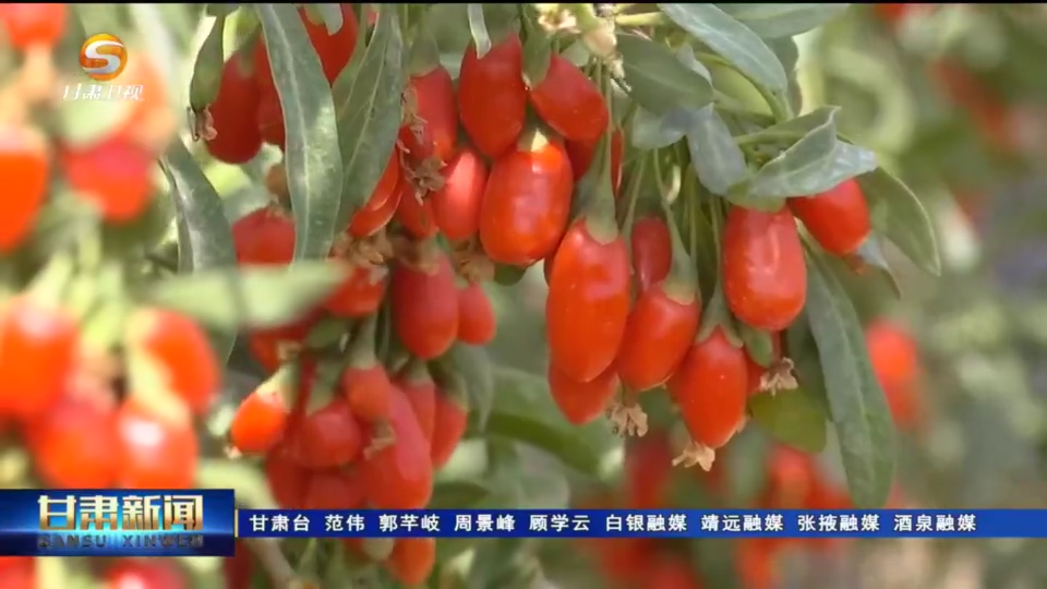 种植枸杞增收致富_枸杞种植经济效益_枸杞种植效益