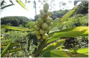 发家致富种植什么发家致富_种地发家致富_2021发家致富项目