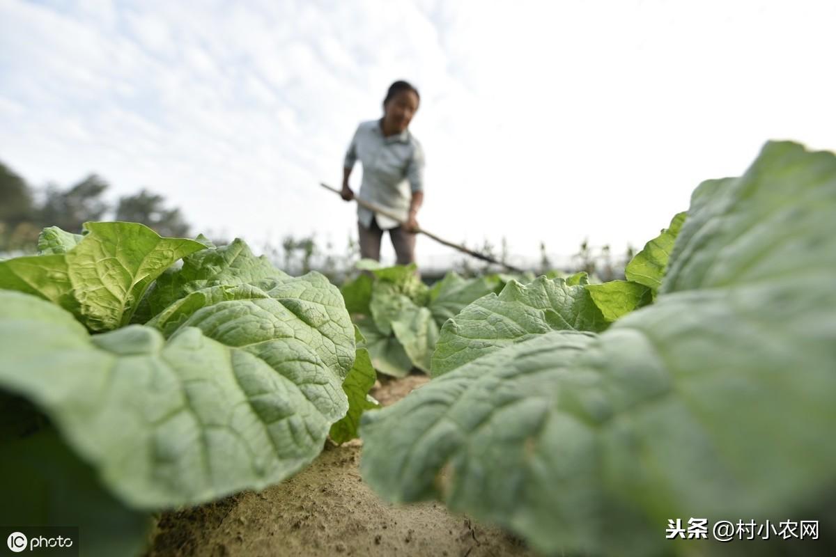 秋白菜种植技术_种秋白菜几天能出_秋季白菜种植