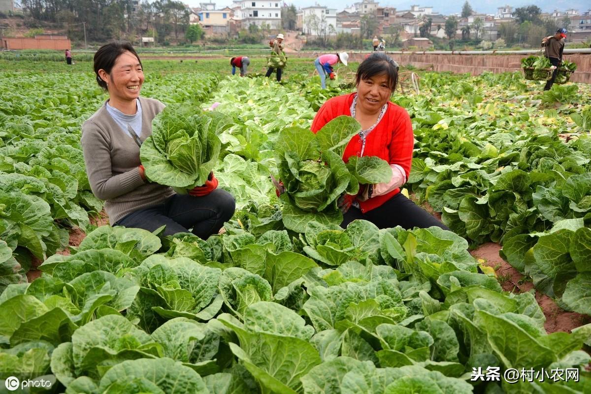 种秋白菜几天能出_秋白菜种植技术_秋季白菜种植