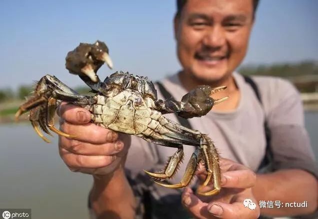 螃蟹养殖，学会了这个养蟹技术，会提高螃蟹存活率，提高经济效益